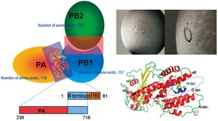 Fig. 4	Subunit structure of influenza RNA polymerase (right). Schematic of RNA polymerase subunits, PA, PB1, and PB2 (left).